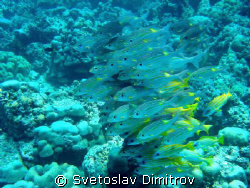 School of fishes, Bodu Giri Reef, Kuredy, Maldives Sony C... by Svetoslav Dimitrov 